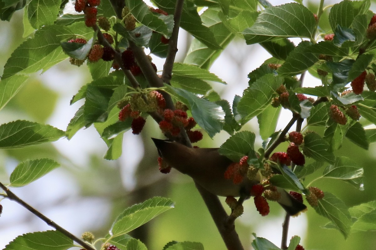 Cedar Waxwing - ML619260100