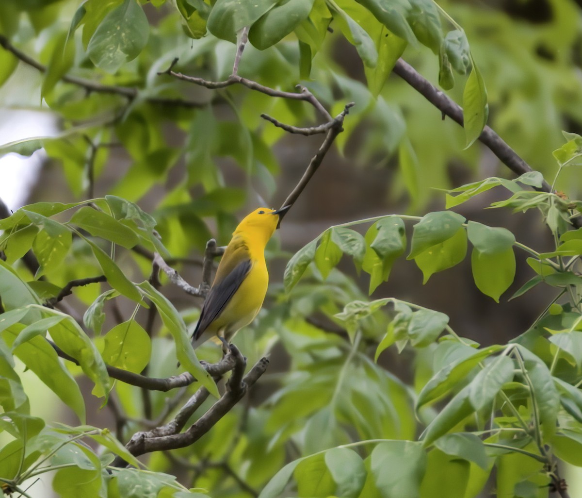 Prothonotary Warbler - ML619260102