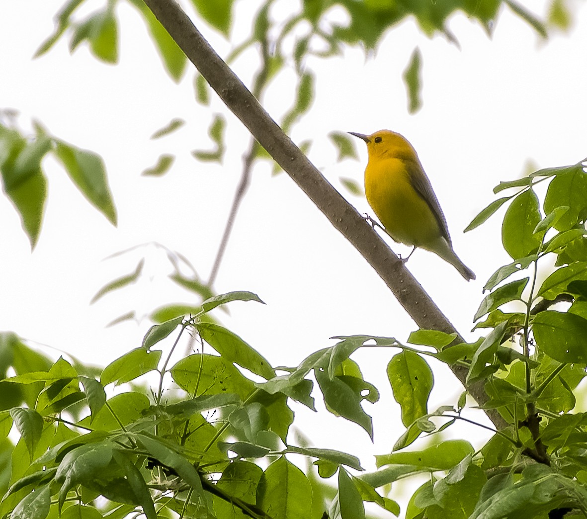 Prothonotary Warbler - ML619260103