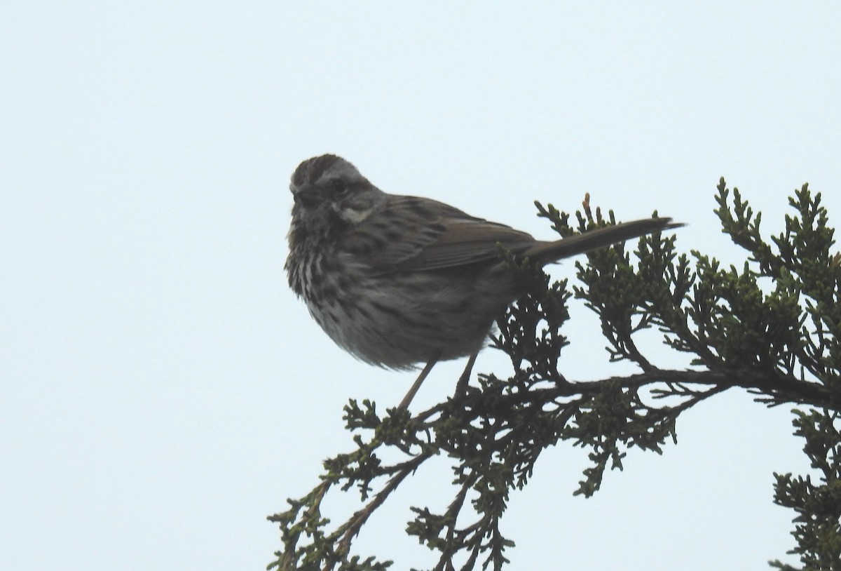 Song Sparrow - Anca Vlasopolos