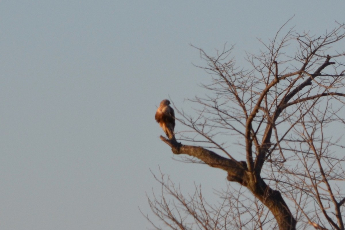 Rough-legged Hawk - Sarah Bonnett