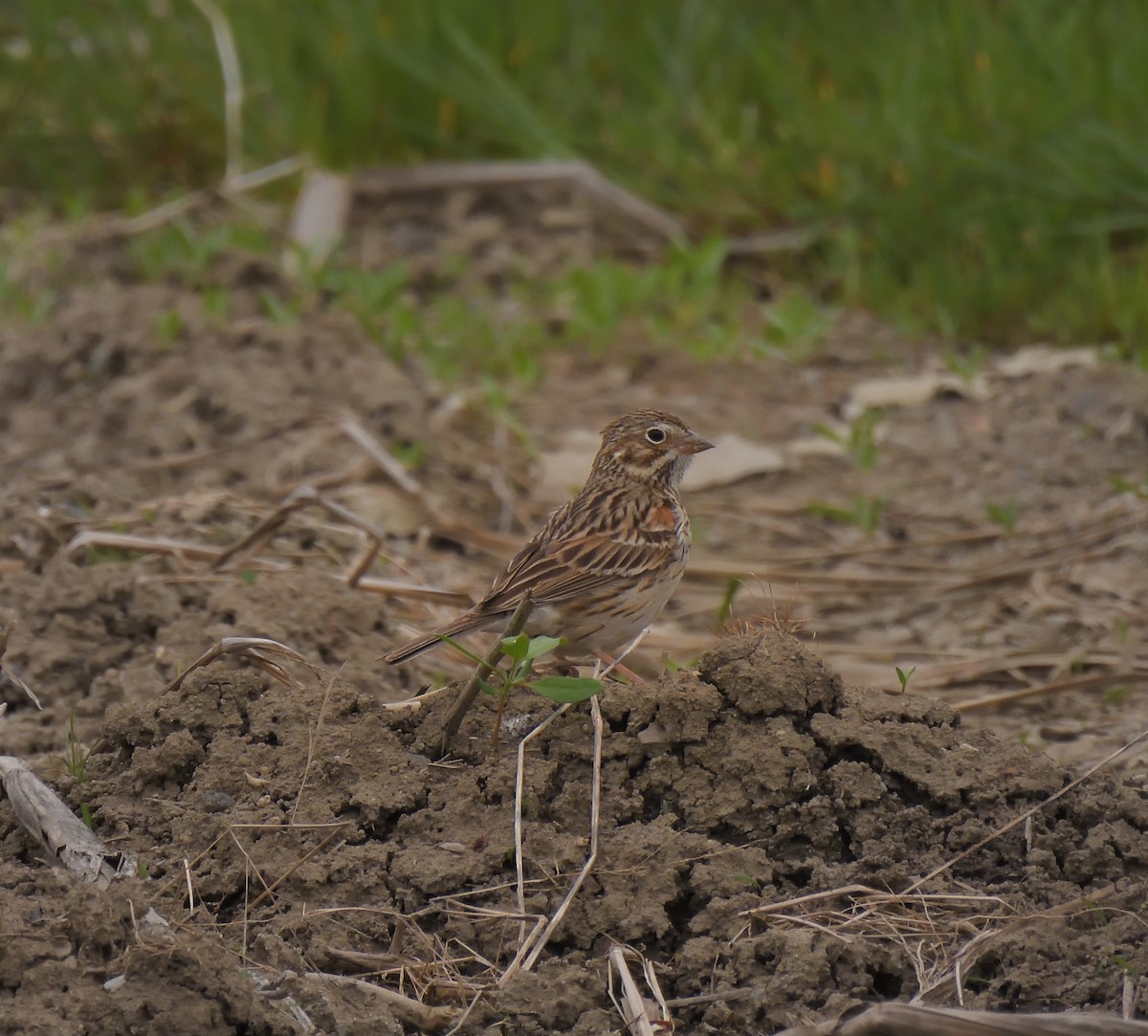 Vesper Sparrow - ML619260152