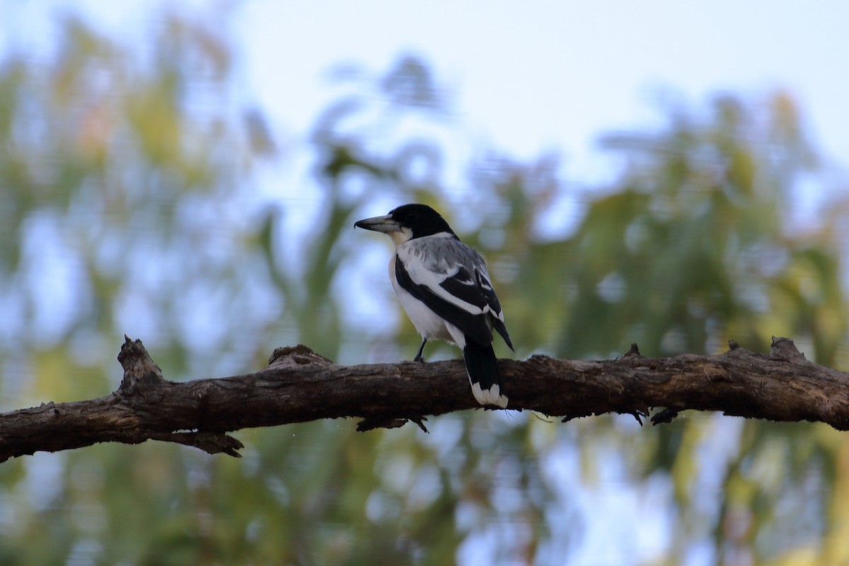 Silver-backed Butcherbird - ML619260157