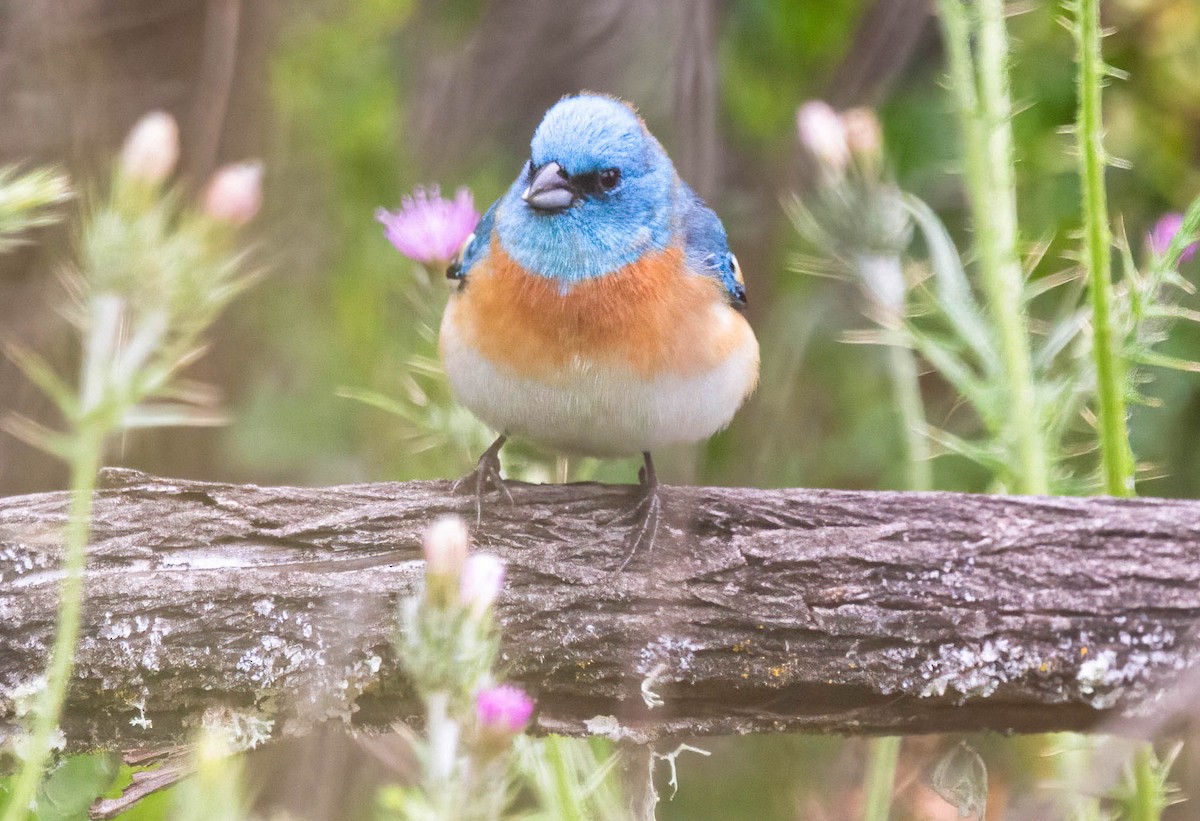 Lazuli Bunting - John Scharpen