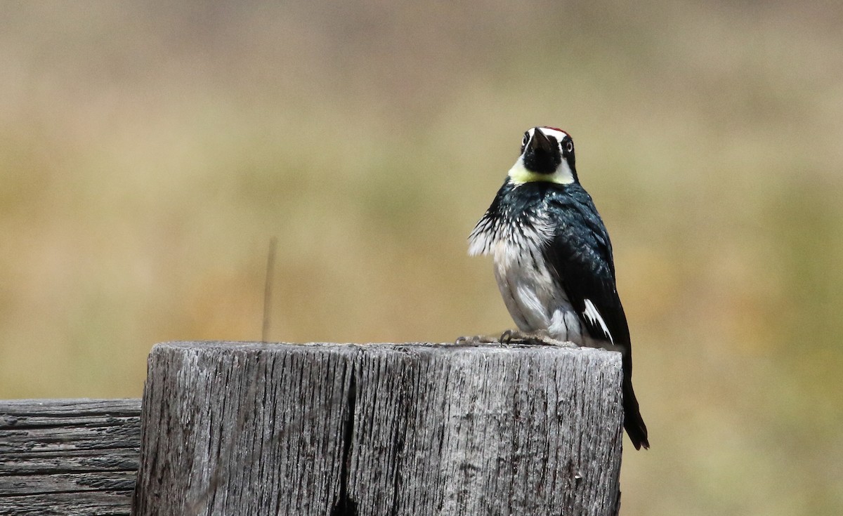 Acorn Woodpecker - ML619260165