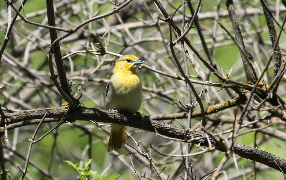 Bullock's Oriole - ML619260172