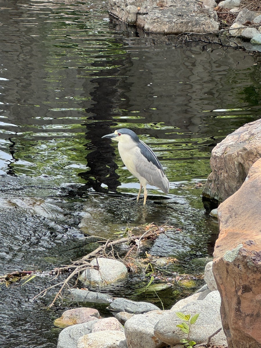 Black-crowned Night Heron - Rory Van Lieu