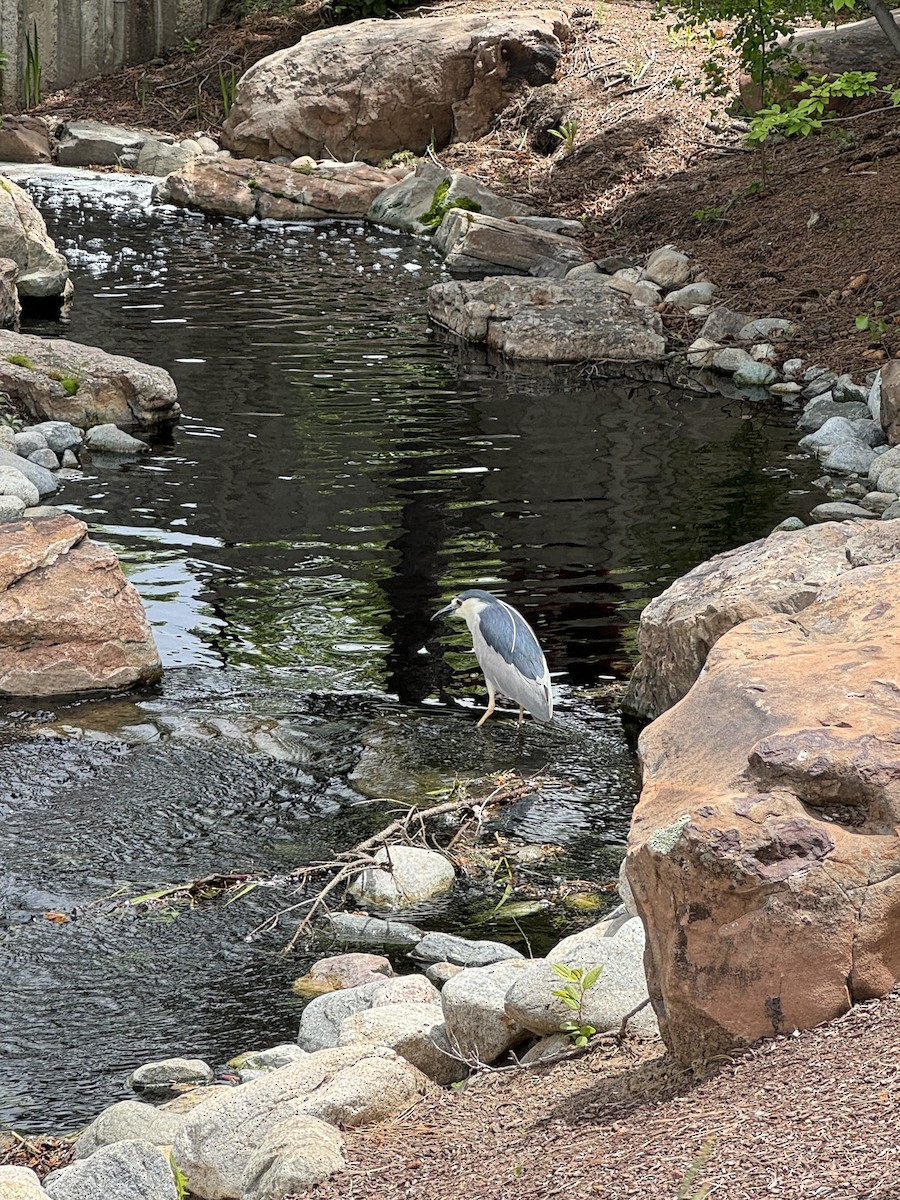 Black-crowned Night Heron - Rory Van Lieu