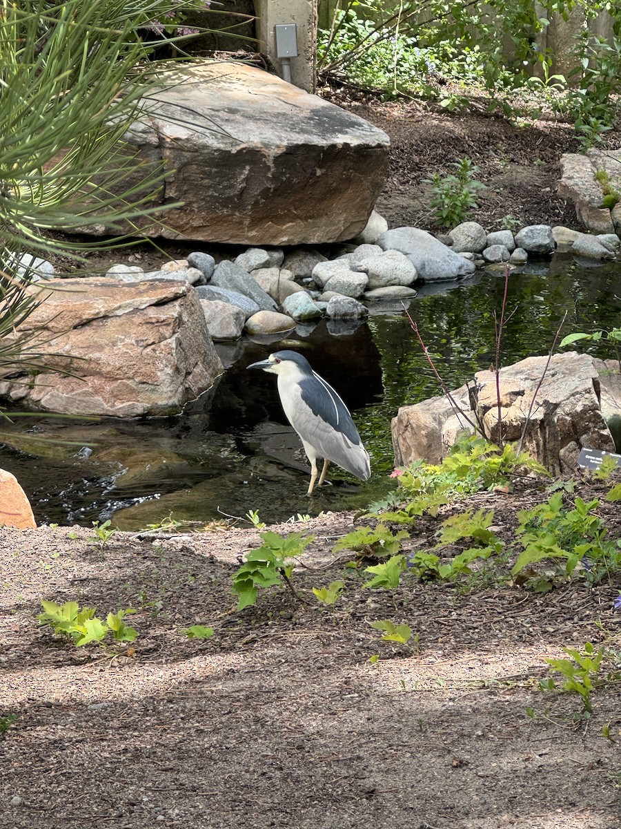 Black-crowned Night Heron - ML619260176