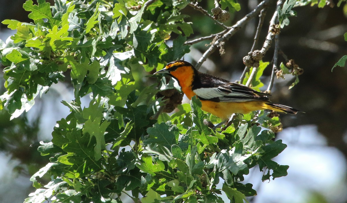 Bullock's Oriole - ML619260182