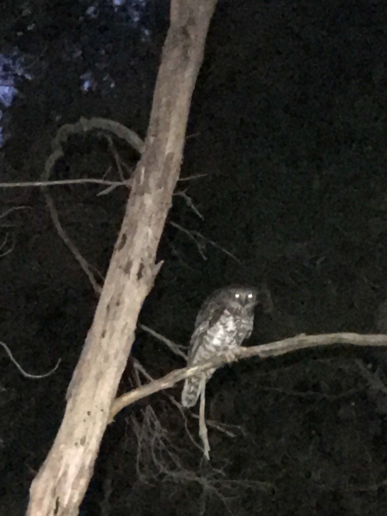 Powerful Owl - Nic Swinton