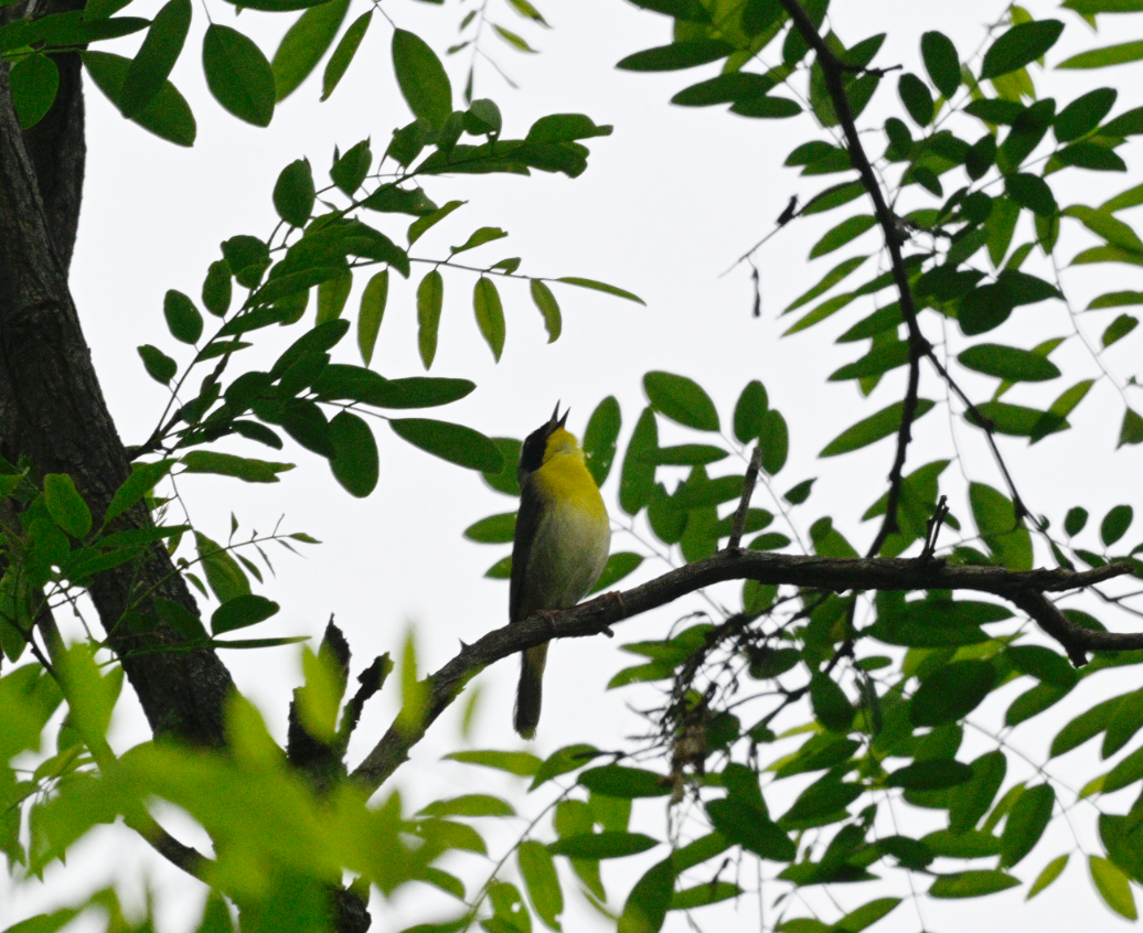 Common Yellowthroat - Frank Wang