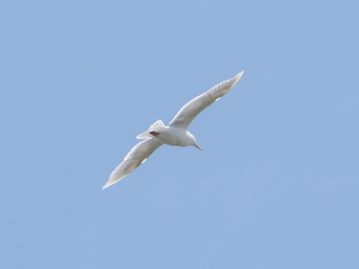 Larus sp. - Nina Bai