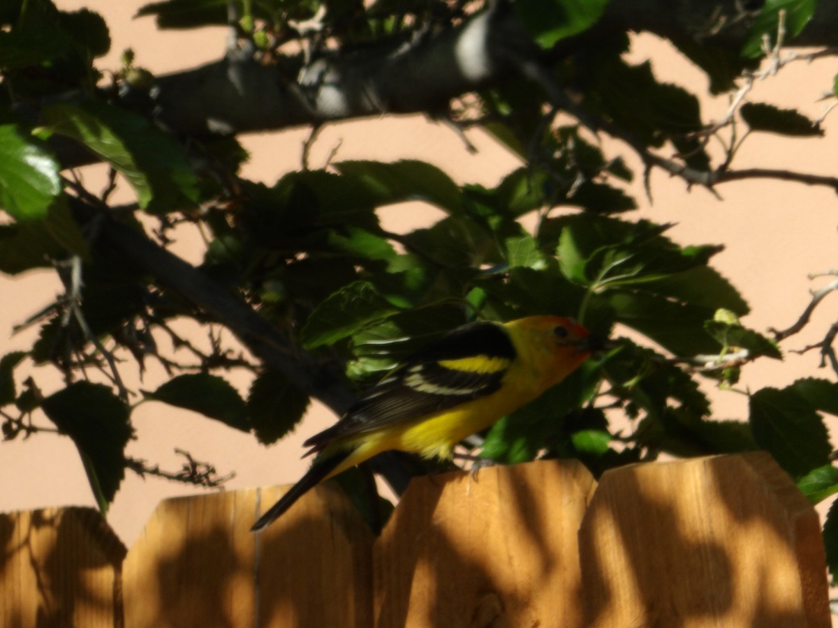 Western Tanager - Josh Emms