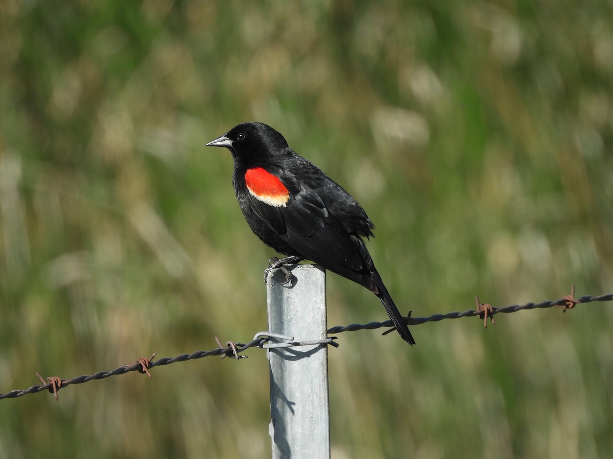 Red-winged Blackbird - ML619260223