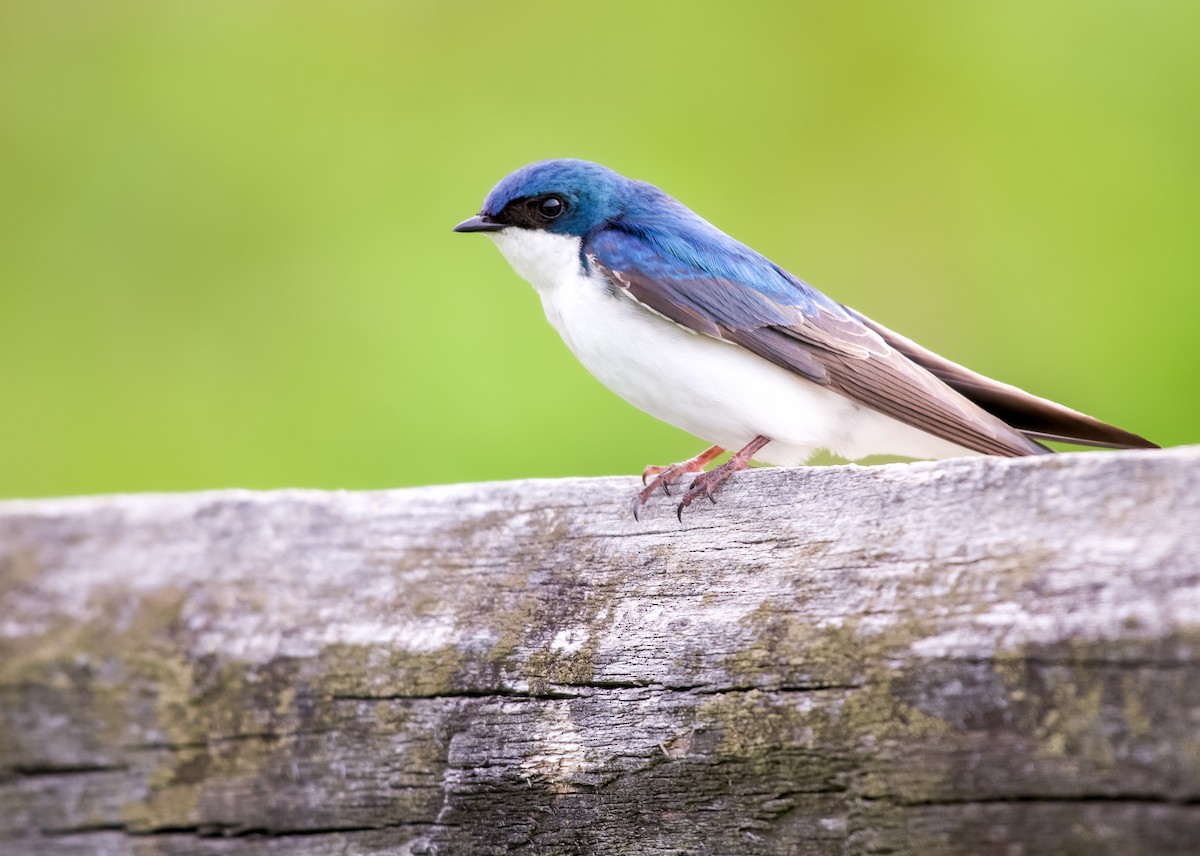 Tree Swallow - ML619260234