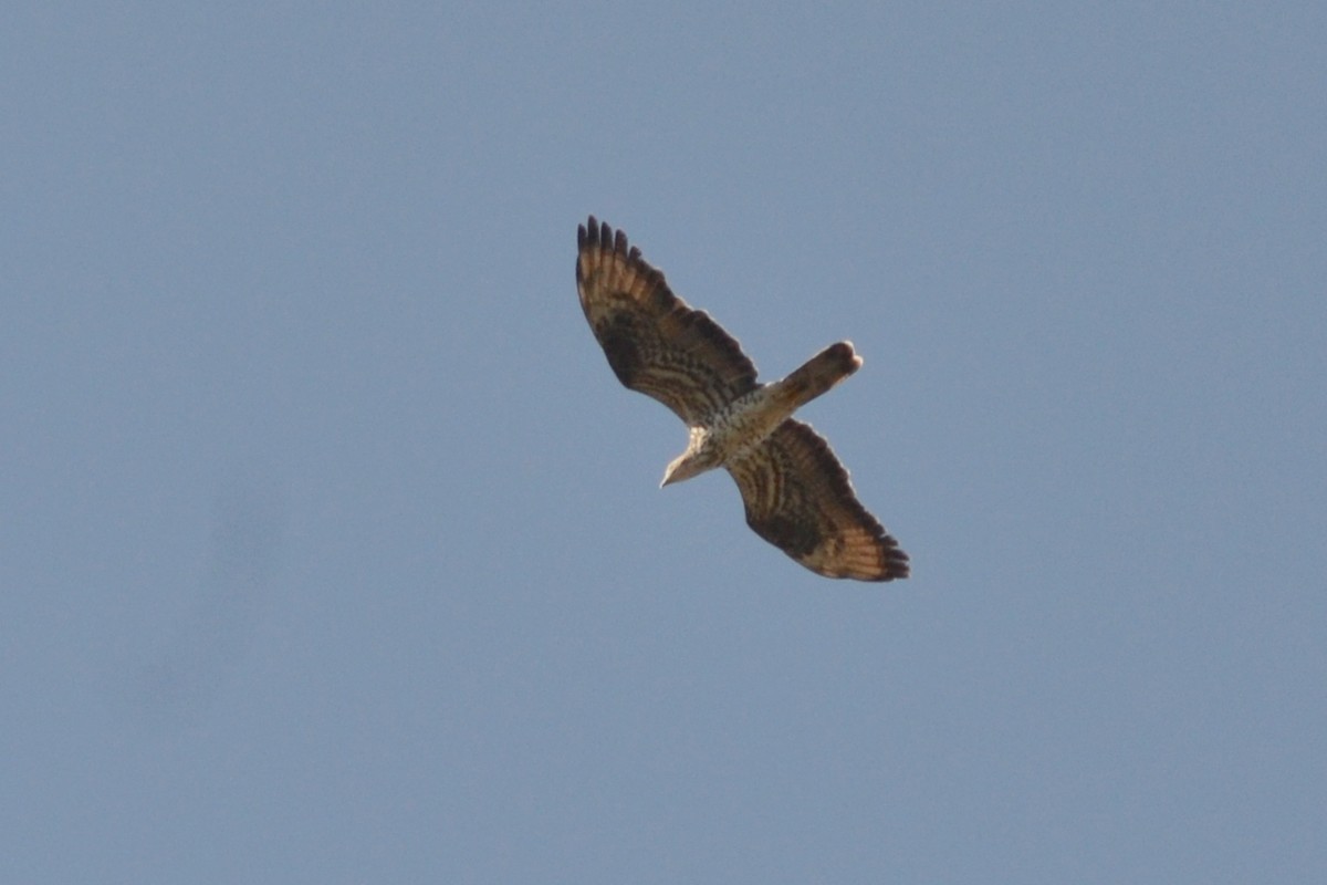 European Honey-buzzard - Paulo  Roncon