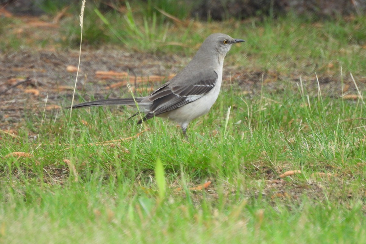 Northern Mockingbird - ML619260257