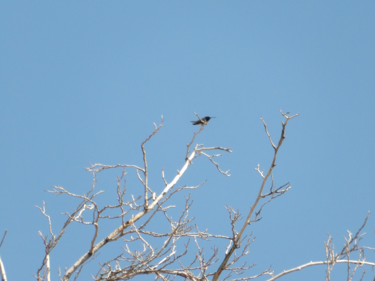 Black-chinned Hummingbird - Josh Emms