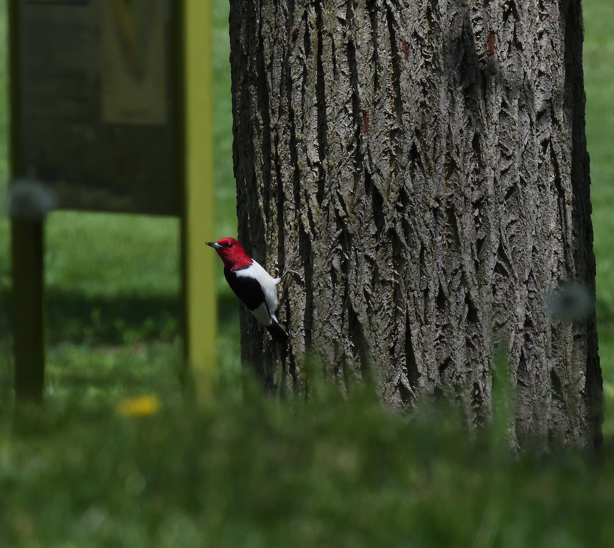 Red-headed Woodpecker - Matthew Cowley