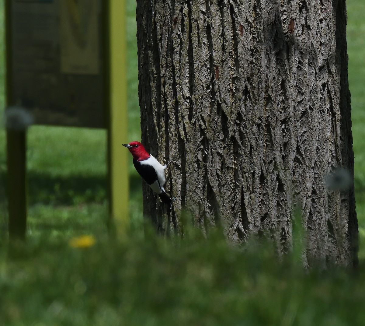 Red-headed Woodpecker - ML619260270