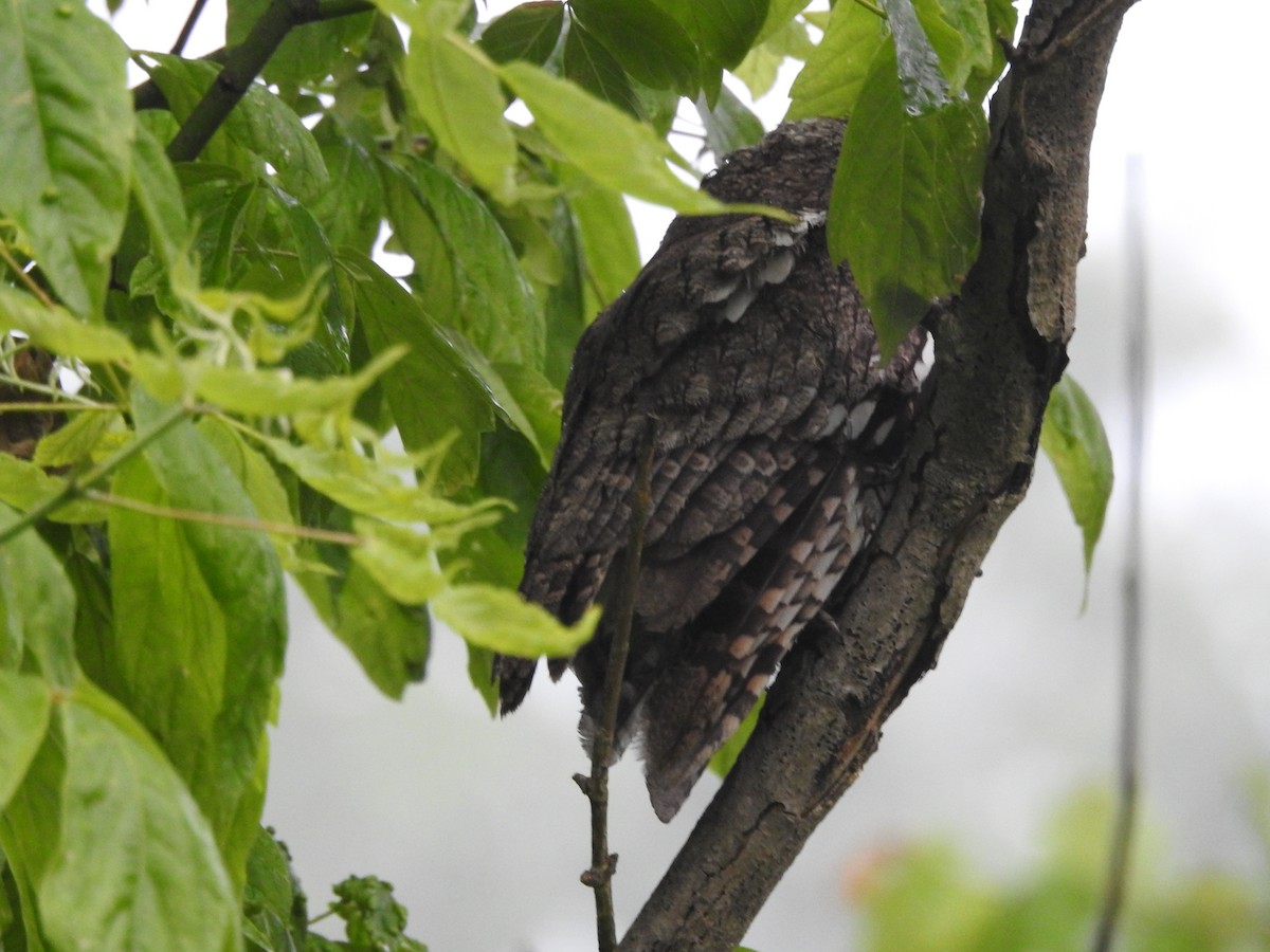 Eastern Screech-Owl - Isaiah Craft