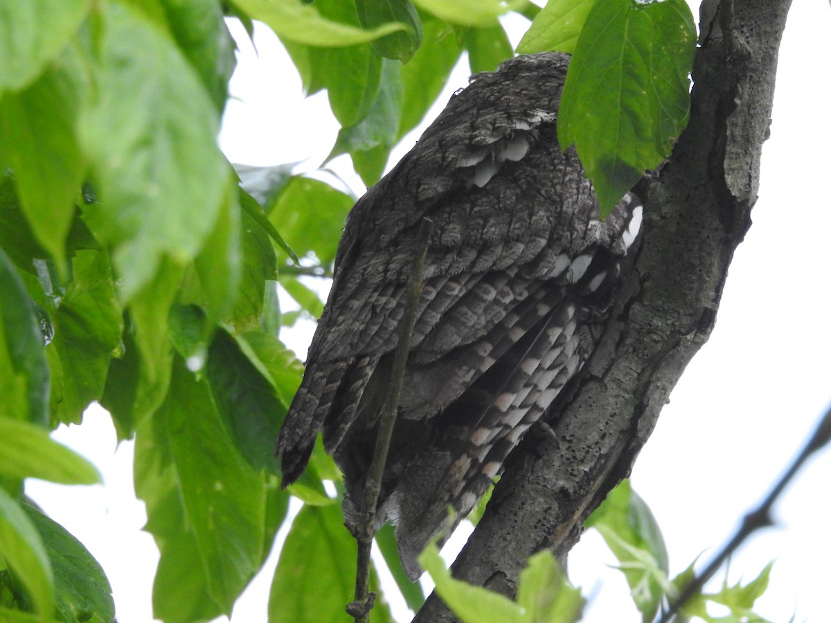 Eastern Screech-Owl - Isaiah Craft