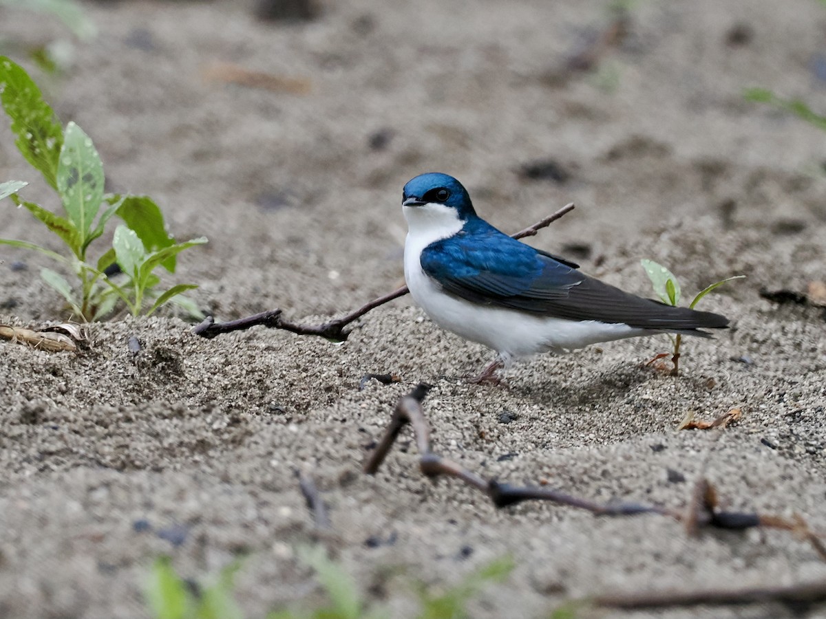 Tree Swallow - June Smith