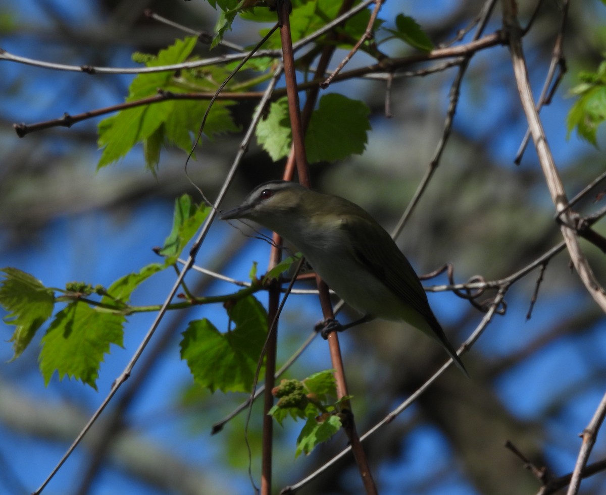 Red-eyed Vireo - George Ford