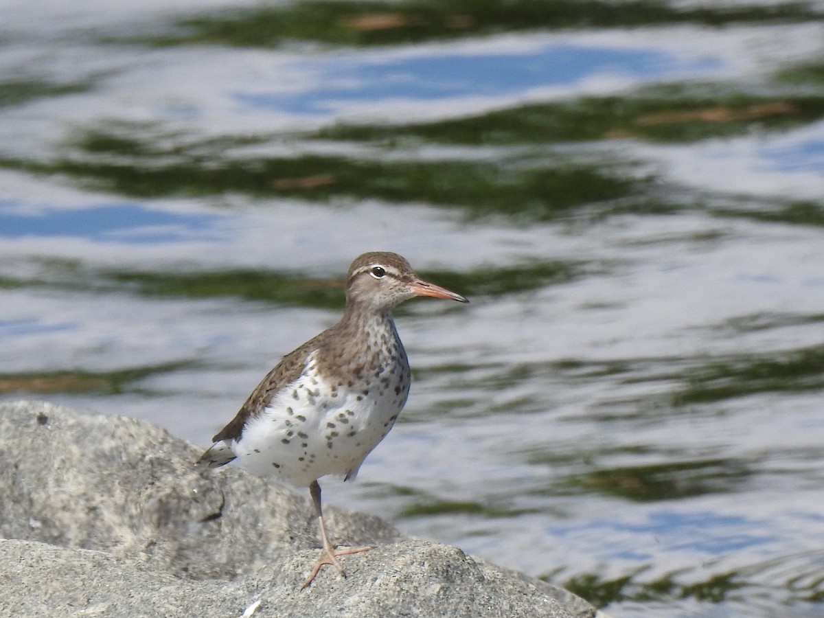 Spotted Sandpiper - Jacques Bélanger