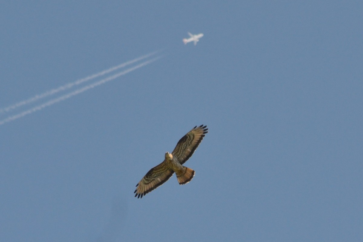 European Honey-buzzard - Paulo  Roncon