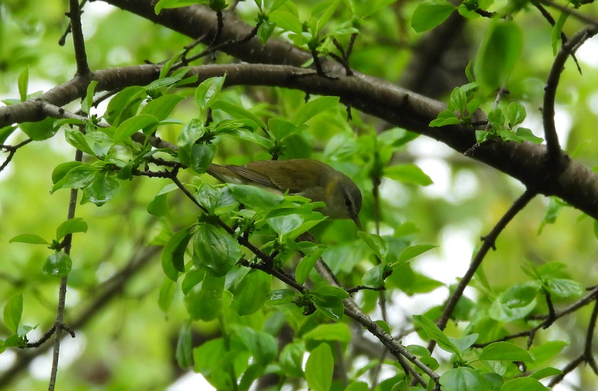 Tennessee Warbler - George Ford