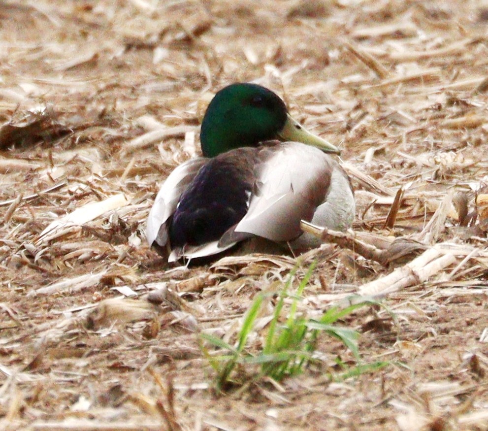 Mallard - Hélène Crête