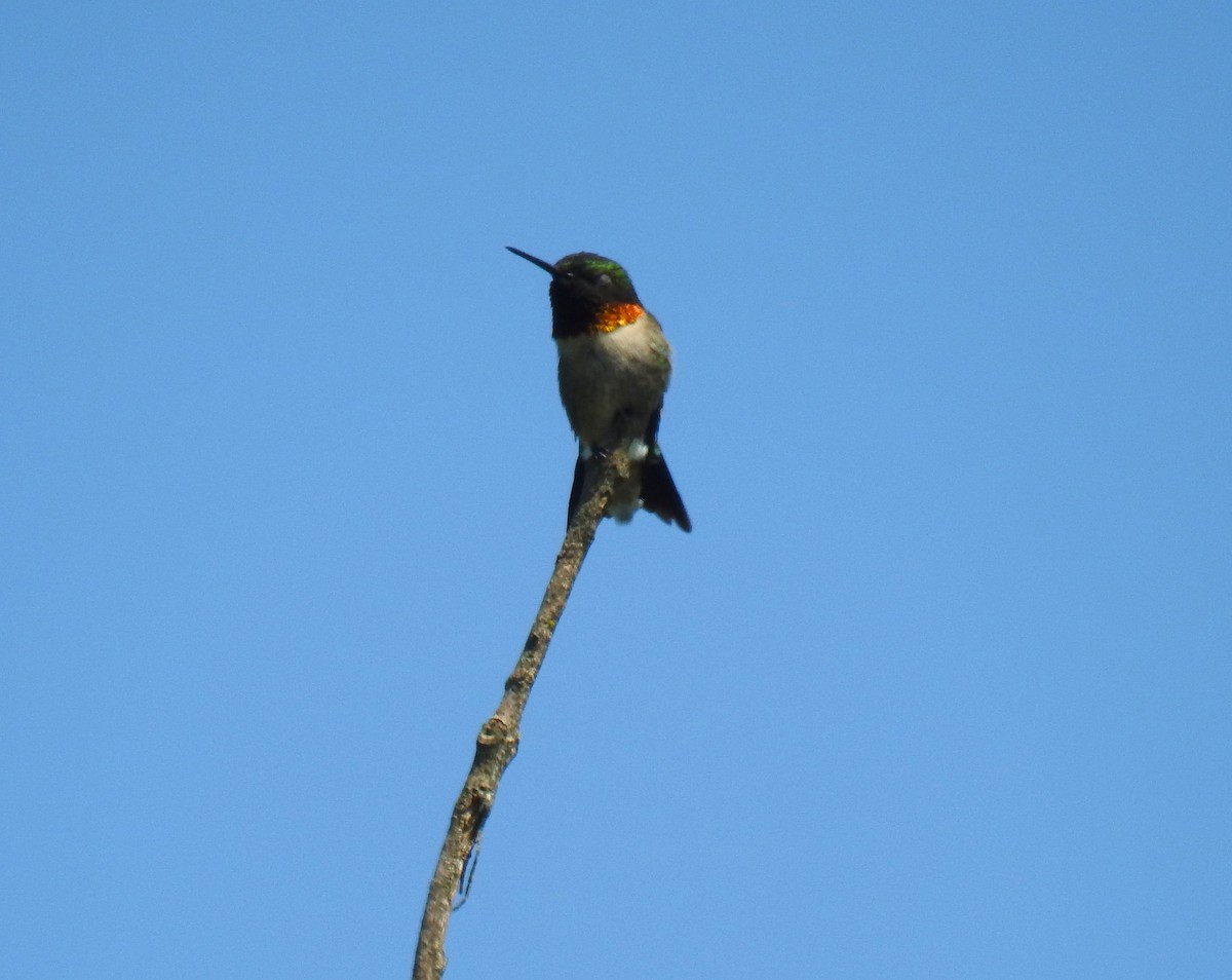 Ruby-throated Hummingbird - James Holsinger