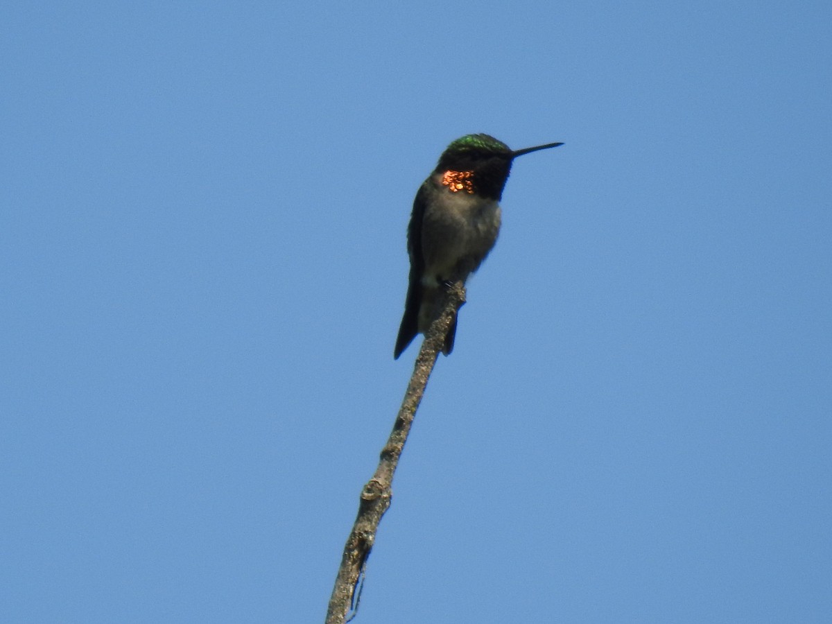 Colibri à gorge rubis - ML619260307