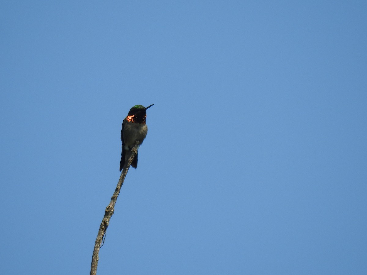 Colibri à gorge rubis - ML619260308