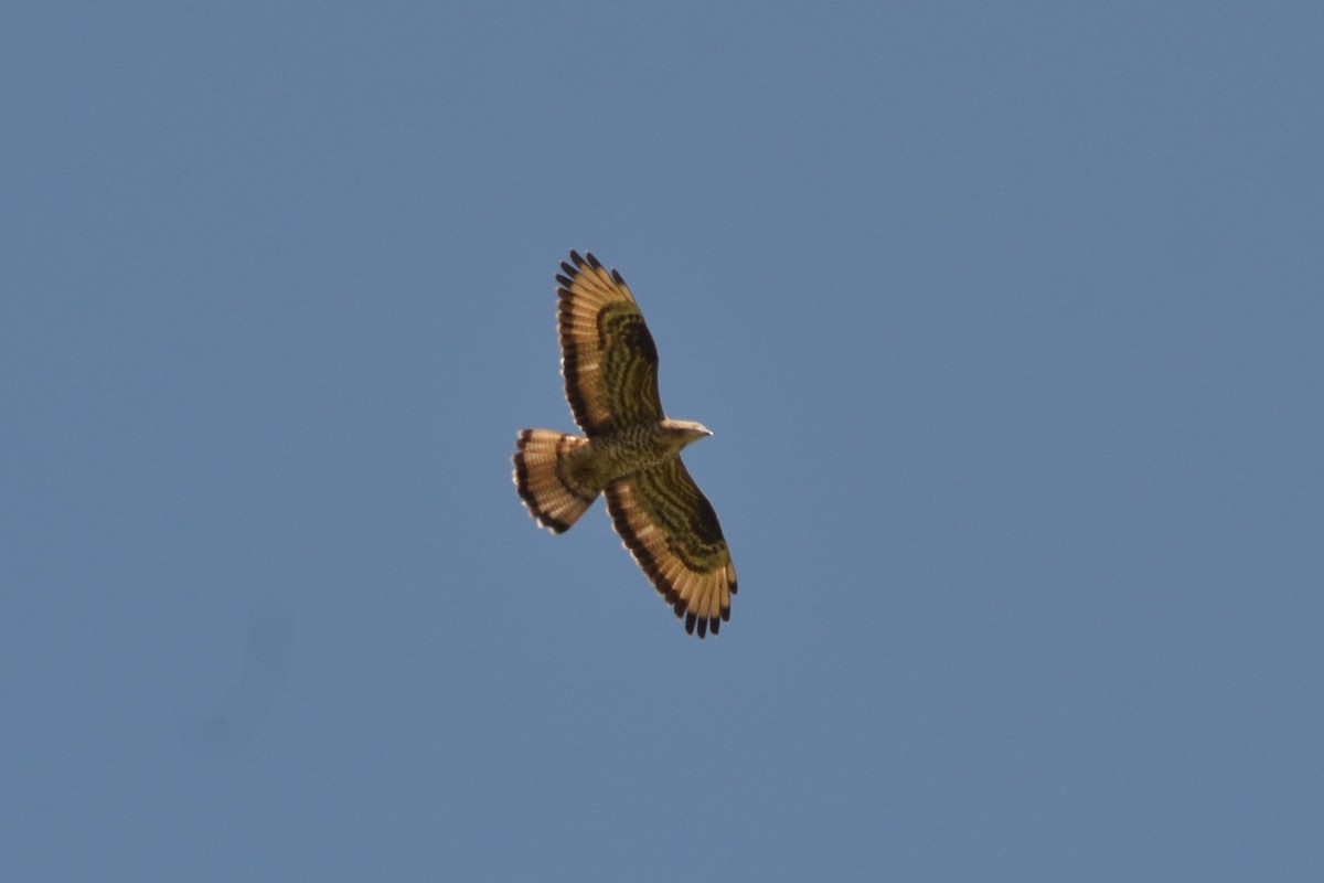 European Honey-buzzard - Paulo  Roncon