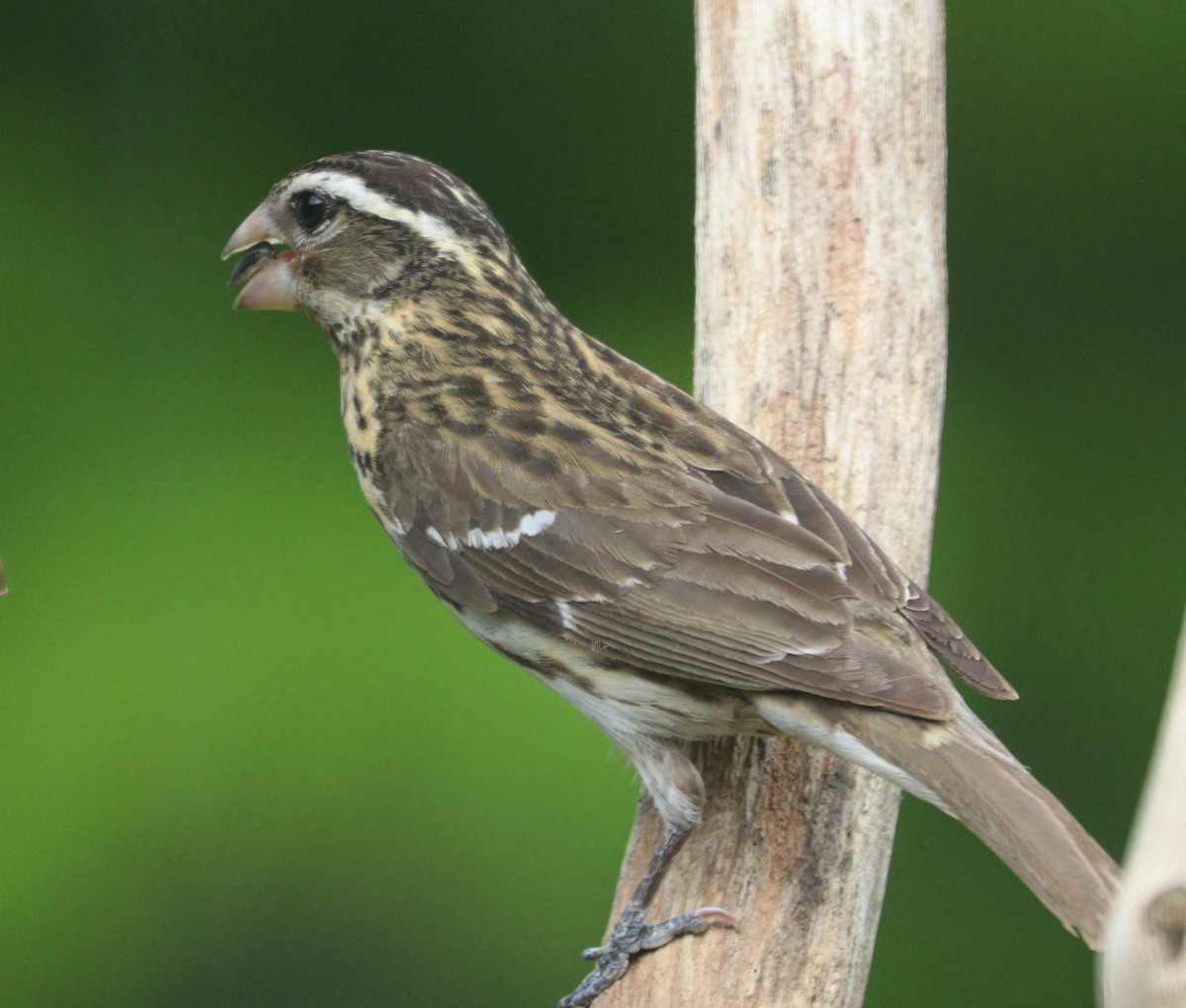 Rose-breasted Grosbeak - Hélène Crête