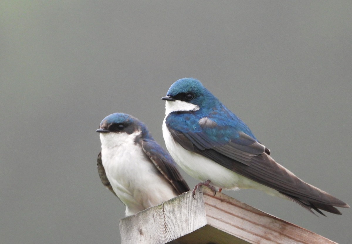 Tree Swallow - ML619260326