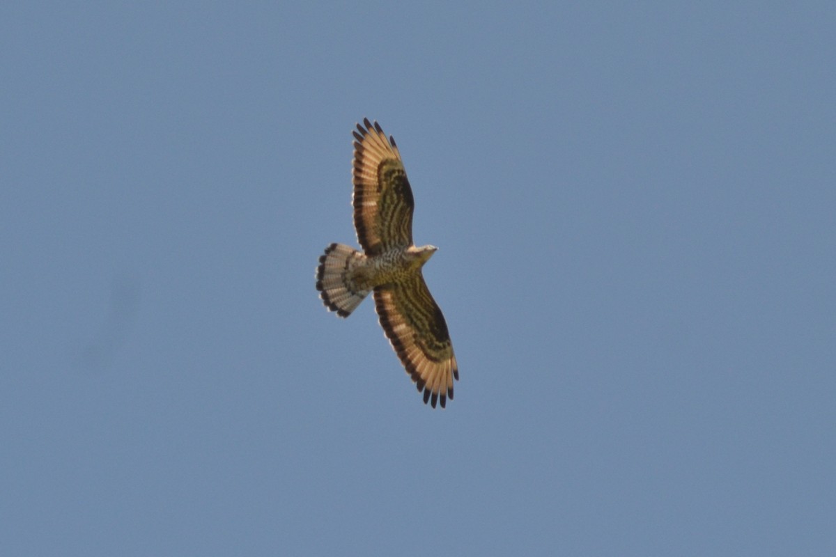 European Honey-buzzard - Paulo  Roncon