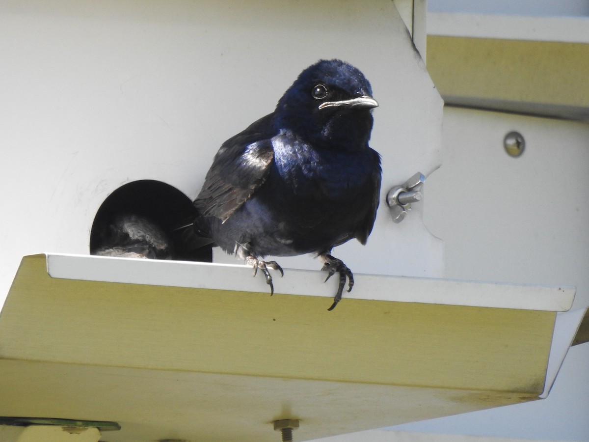 Purple Martin - Jacques Bélanger