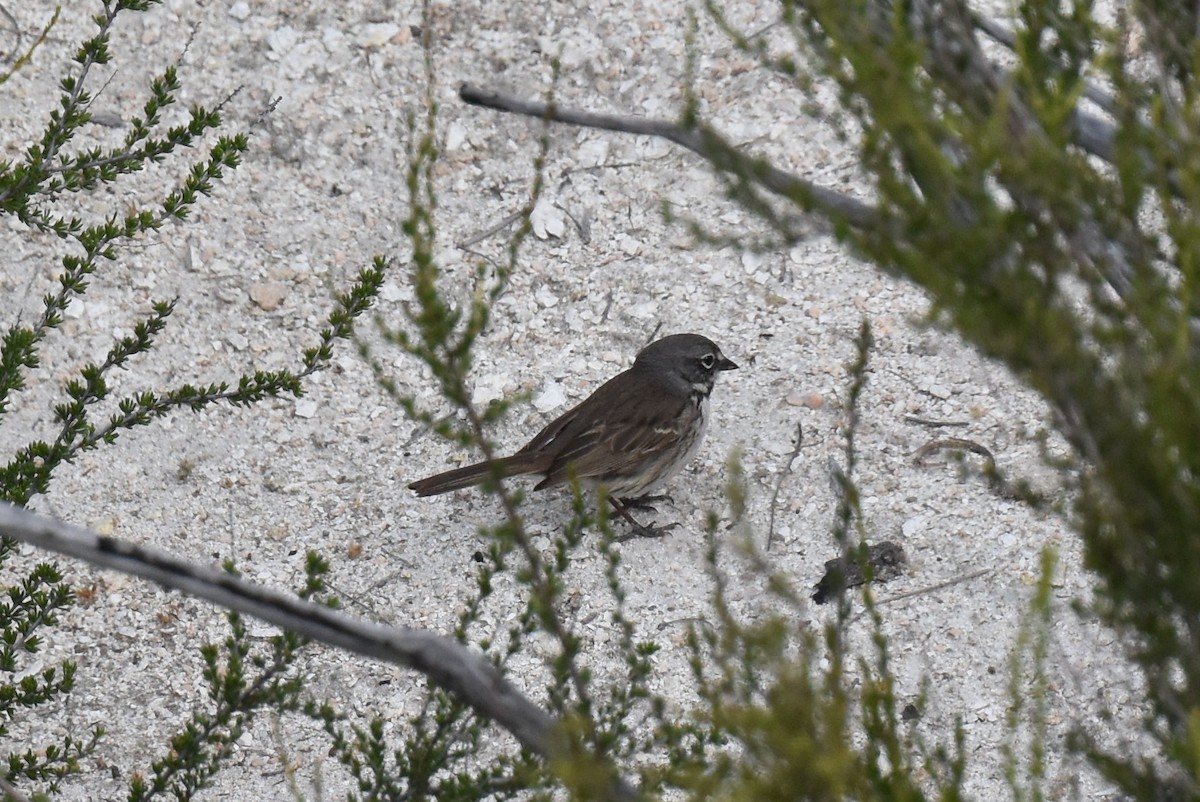 Bell's Sparrow (belli) - Naresh Satyan