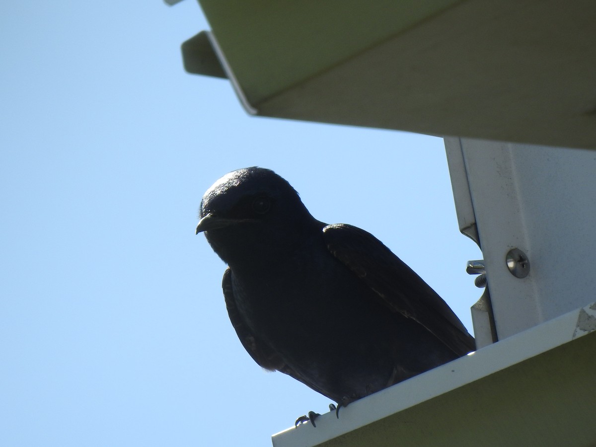 Purple Martin - Jacques Bélanger