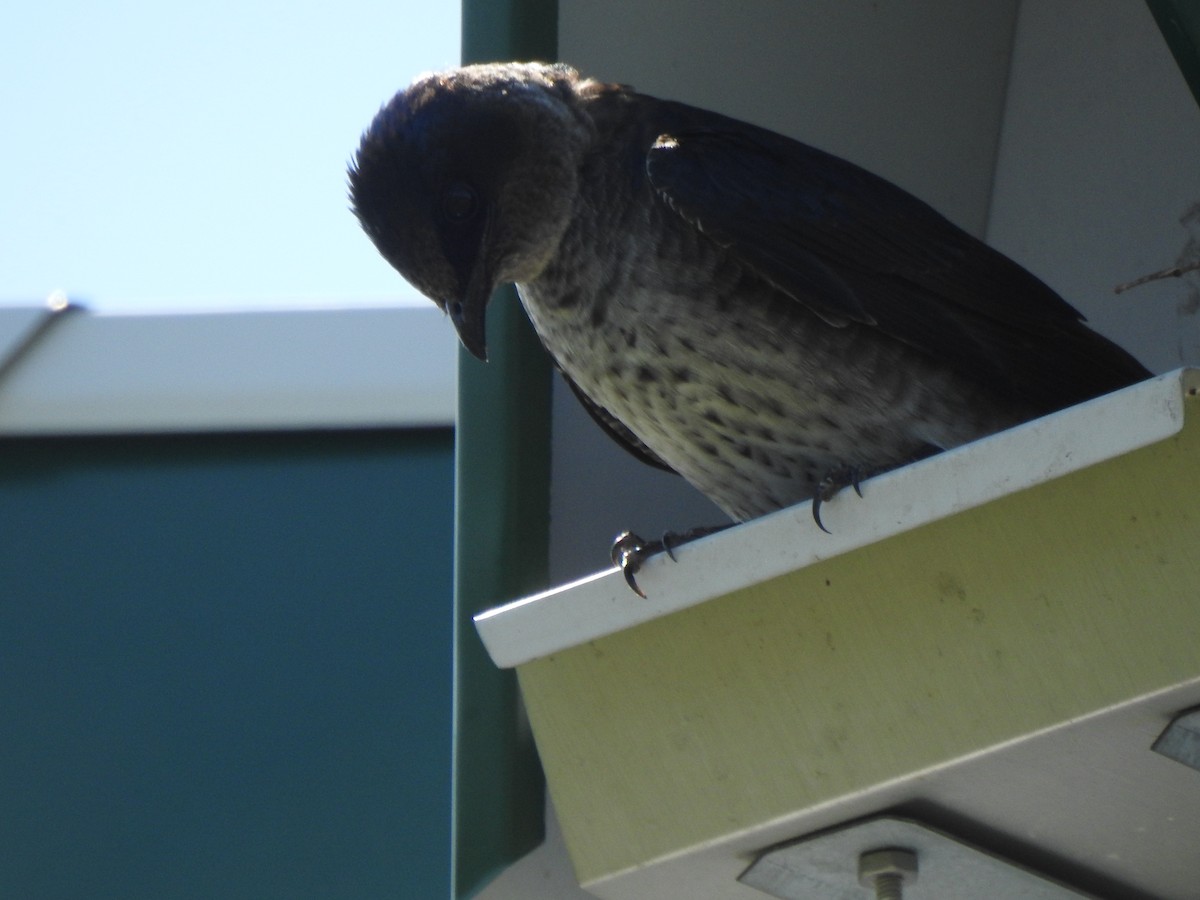 Purple Martin - Jacques Bélanger