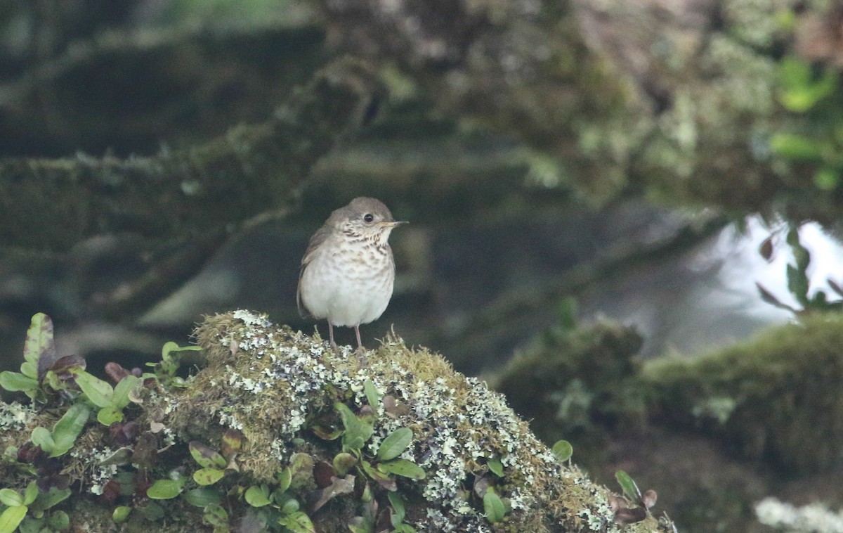 Gray-cheeked Thrush - Mark Dettling