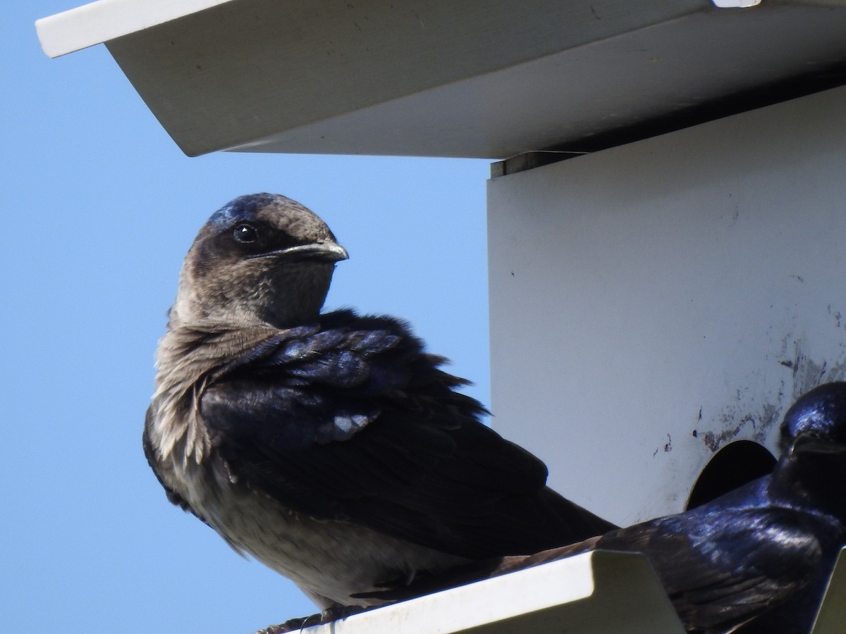 Purple Martin - Jacques Bélanger