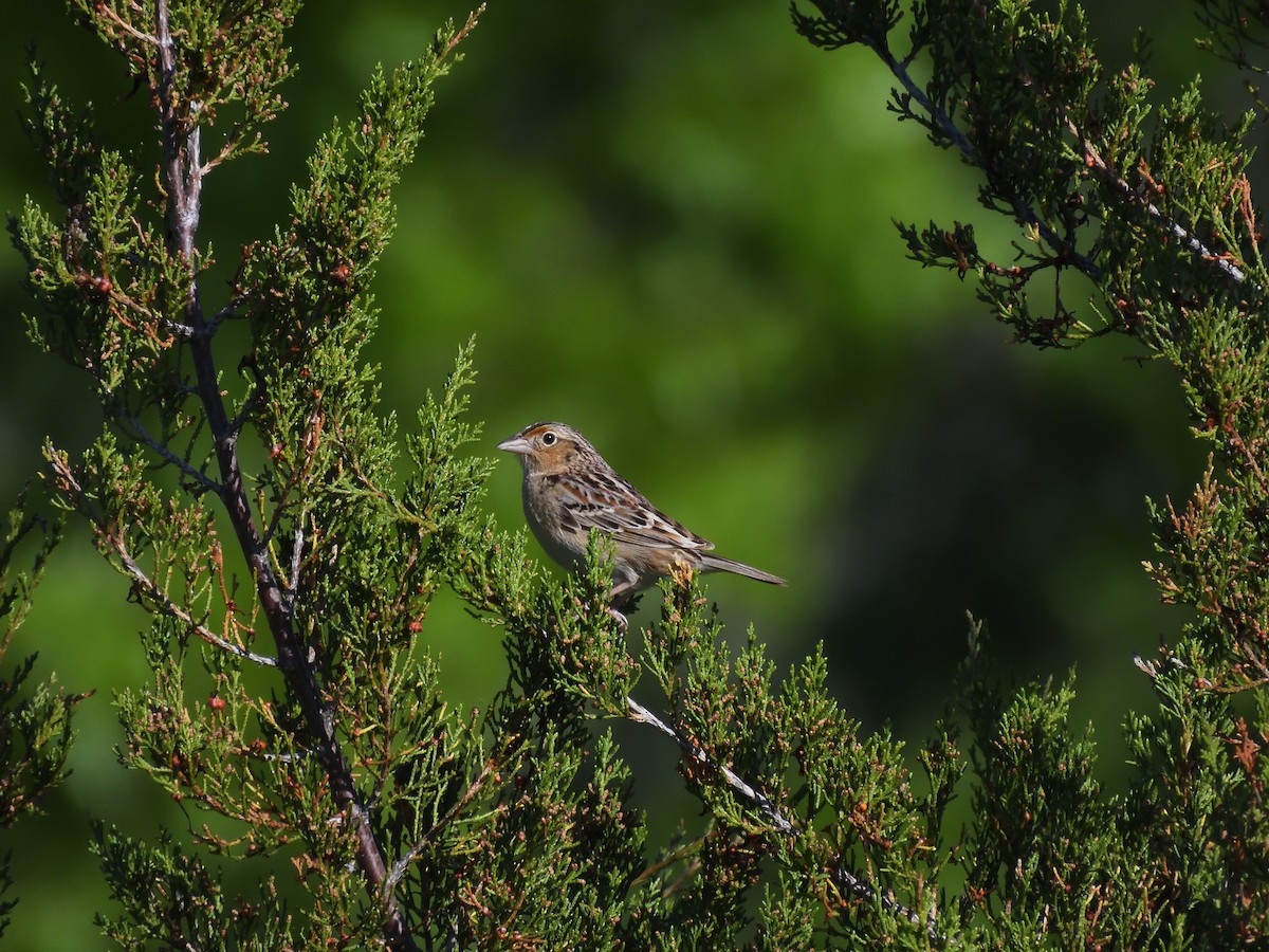 Grasshopper Sparrow - ML619260397