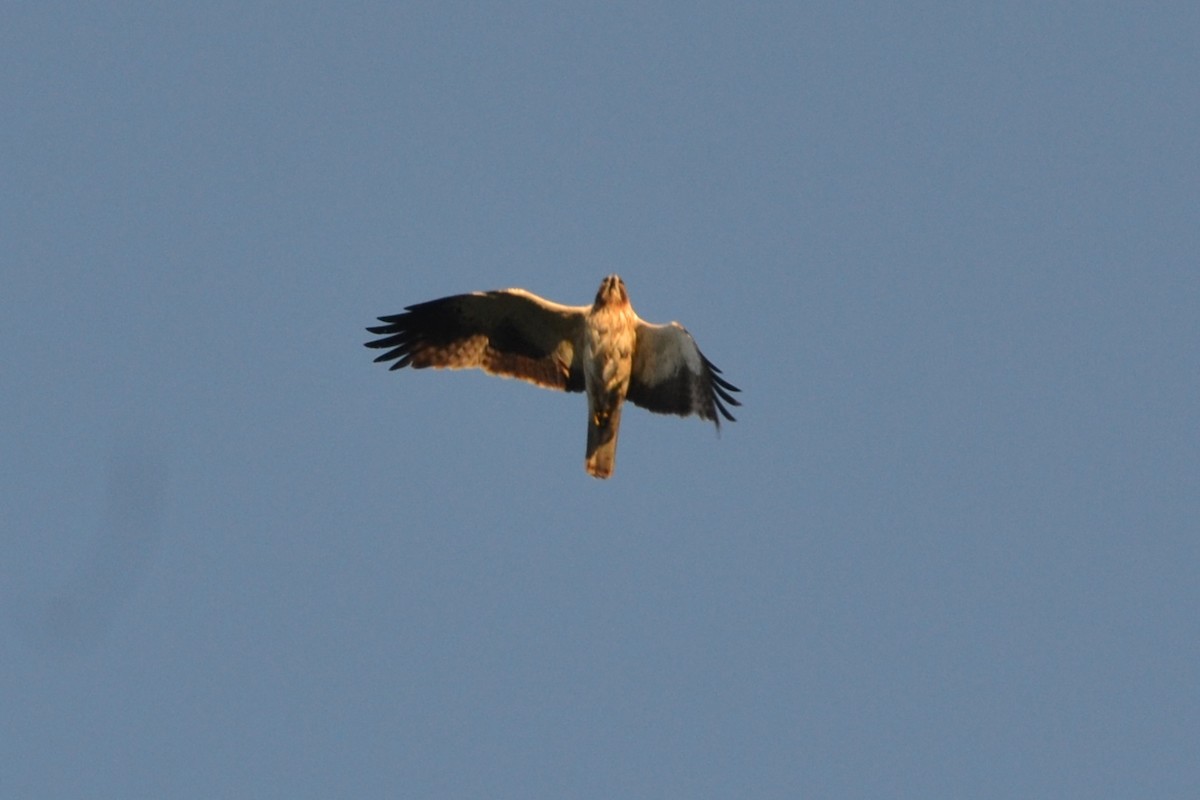 Booted Eagle - Paulo  Roncon