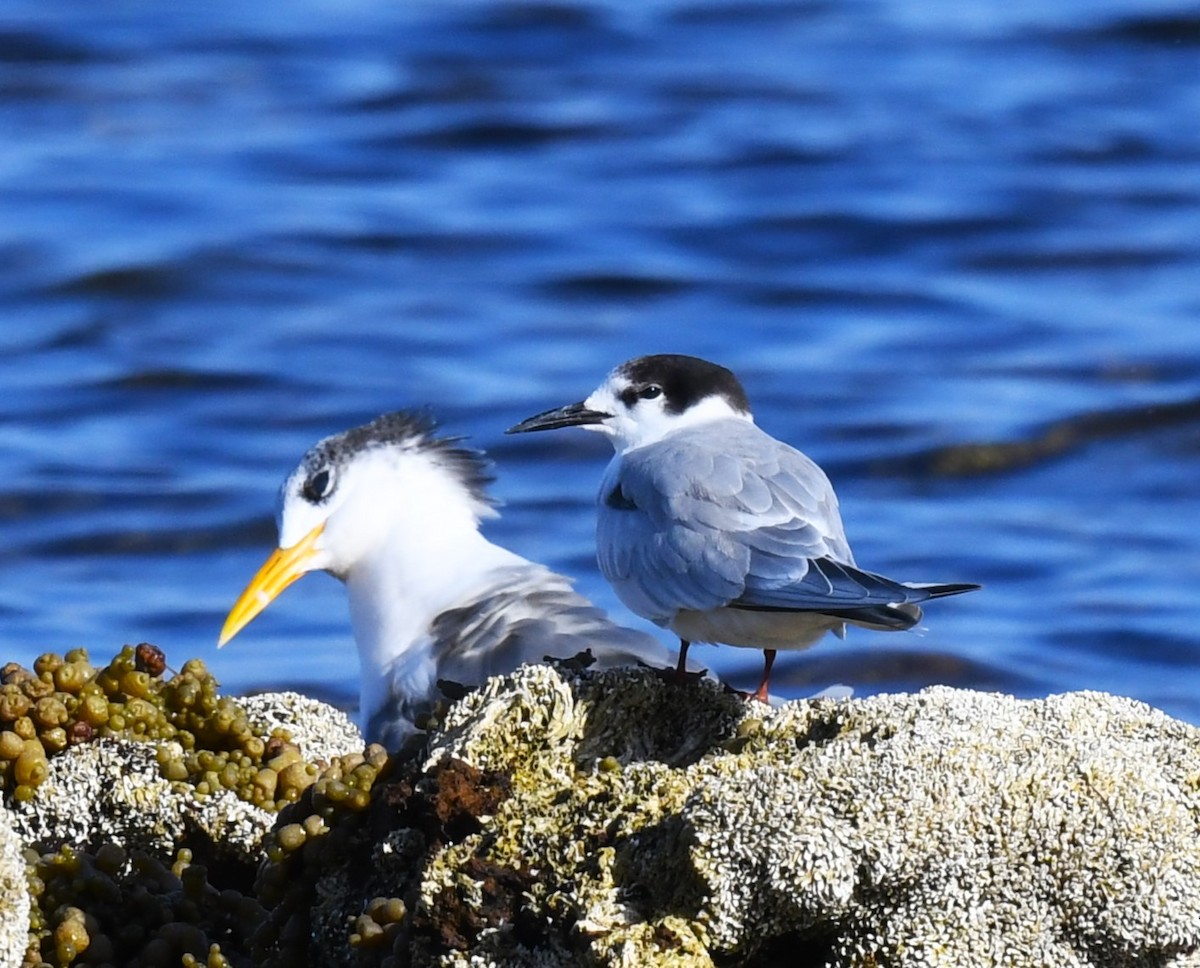 Common Tern - Robert Anderson
