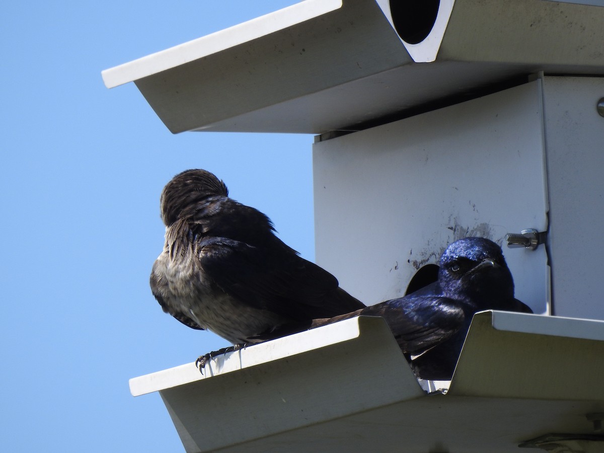 Purple Martin - Jacques Bélanger